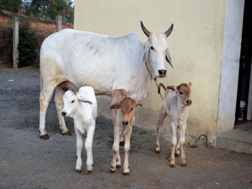 cow17 24 apr 